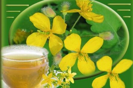 Abkochung von Schöllkrautkraut für Pilze
