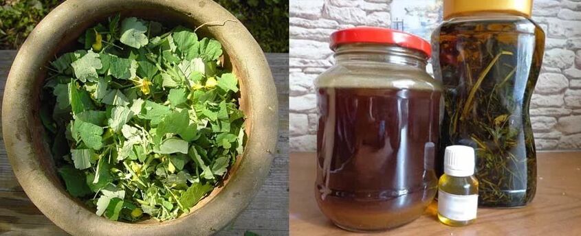 Zubereitung von heilendem Schöllkrautsaft zur weiteren Verwendung im Kampf gegen Zehennagelpilz.